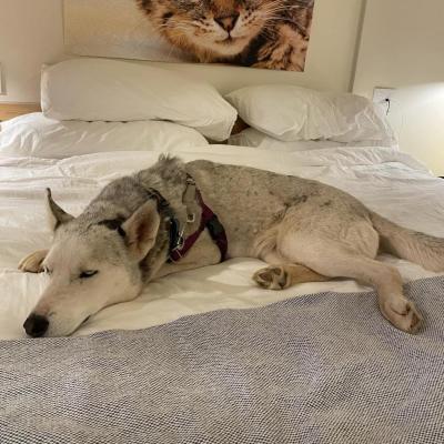 Rio the dog on a sleepover