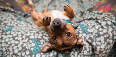 Small brown dog lying upside-down on a bed