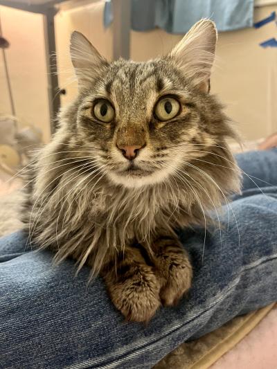 Rockwell the cat lying on a person's legs