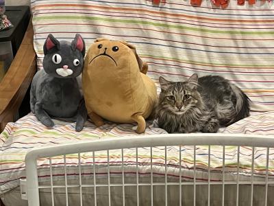 Rockwell the cat lying on a bed next to two stuffed animals