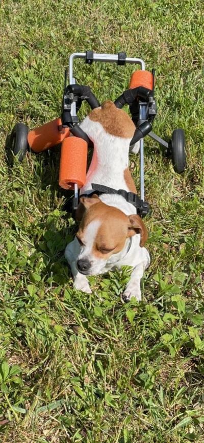 RoiLie in his wheelchair lying in some grass
