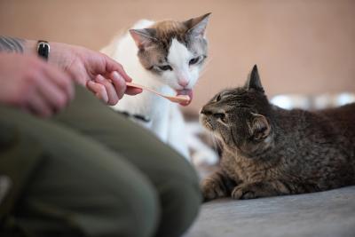 Person giving baby food on a spoon to Ronald and Scarlett the cats