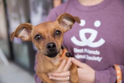 Tan dog being help by person in purple shirt