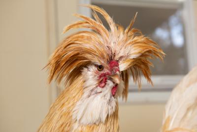 Roo the rooster with a crown of feathers on his head