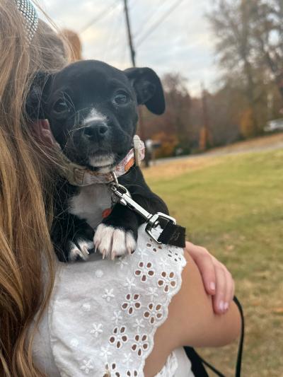 Person holding Rory the puppy over her shoulder