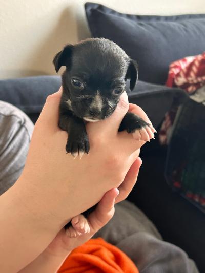 Person holding Rory the puppy in their hands