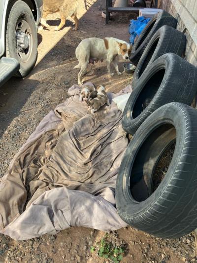 Rosie the dog with her puppies beside some vehicle tires