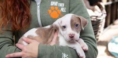 Brown and white puppy being held by person in light green zip up sweatshirt