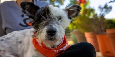 Black and white dog wearing orange bandana sitting in lap of person wearing gray sweatshirt next to flower pots