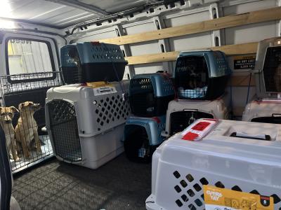 Puppies in crates in a transport van