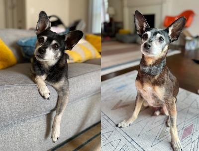 Side-by-side photos of Rufus and Ziggy the dogs