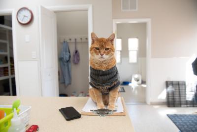 Rusty the cat on a counter wearing a sweater