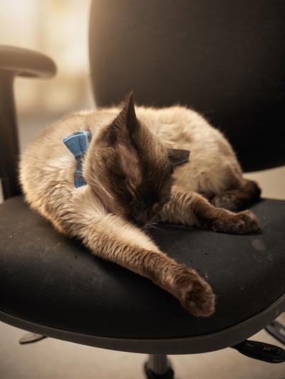 Roger the cat sleeping on a chair