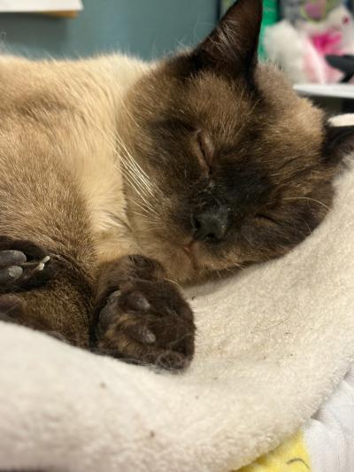 Roger the cat sleeping on a mat