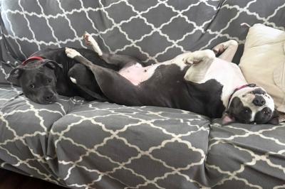 Gabriel lying on a couch with another dog who is upside down