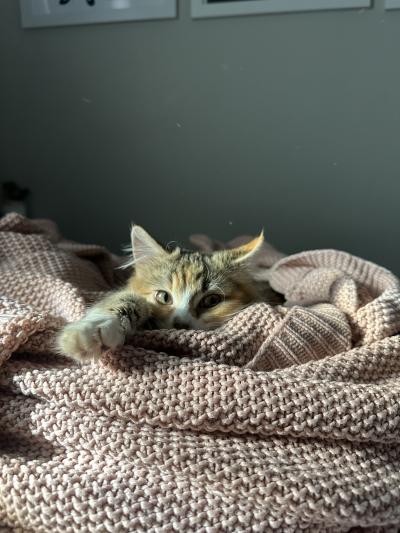 Maisie the cat lying on a blanket with her paw extended