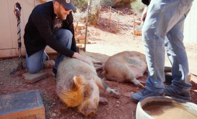 Two people volunteering with pigs at Best Friends Animal Sanctuary