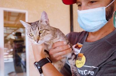 Masked volunteer holding a cat at Best Friends Animal Sanctuary