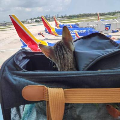 A tabby kitten head poking out of the top of a soft carrier with Southwest Airlines airplanes in the background