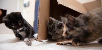 Three kittens playing with a feather around a box