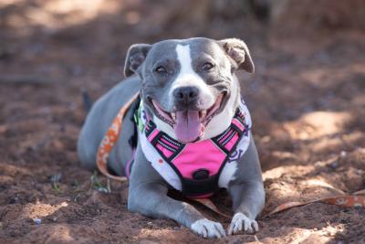 Sage the dog lying down outside wearing a pink harness