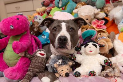 Sage the dog in the middle of a huge pile of stuffed toys