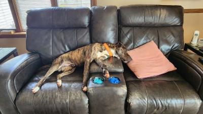 Deacon the dog lying on a couch