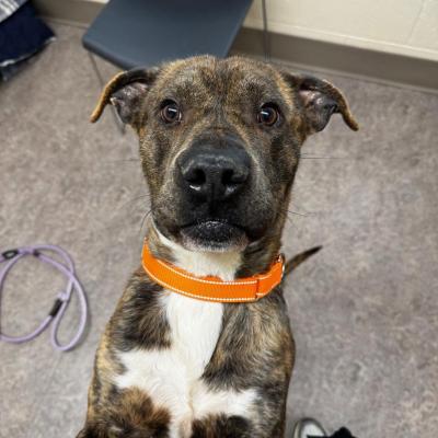 Deacon the dog wearing an orange collar