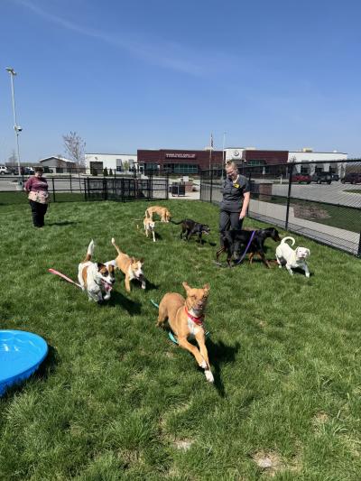 Group of dogs running outside in a Saginaw Animal Care & Control play yard