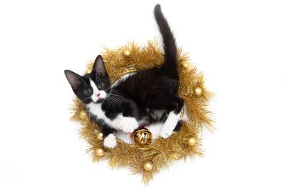 Kitten playing in the middle of circular garland