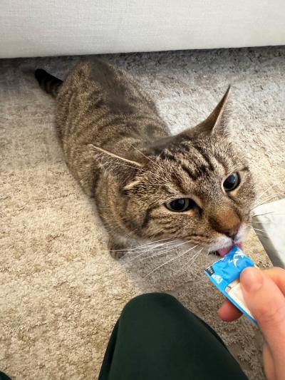 Salt Water Taffy the cat licking a cat treat held by a person's hand