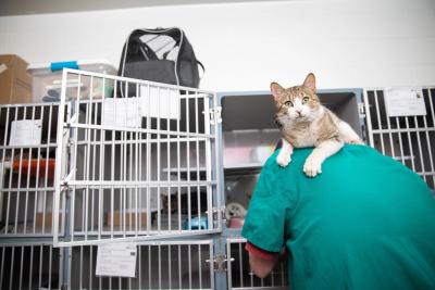 Person wearing a green shirt with a tabby and white cat on his or her shoulder leaning into an open cat kennel