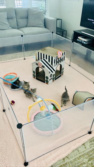 Kitten shower at Sam and Emma's home with a pen containing their foster kittens and toys