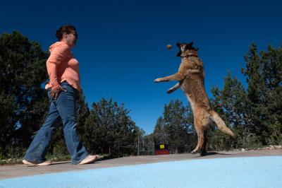 Person throwing a ball up for Marge the dog to jump up and catch