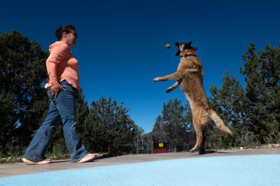 Dog jumping up to catch a ball thrown by a person