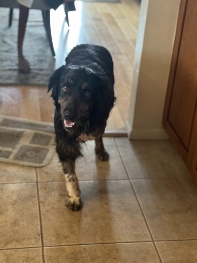 Tropper the dog standing in a home