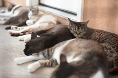 Group of cats lying together in one long pile together napping
