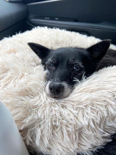 Bonnie the schipperke lying in a fluffy dog bed