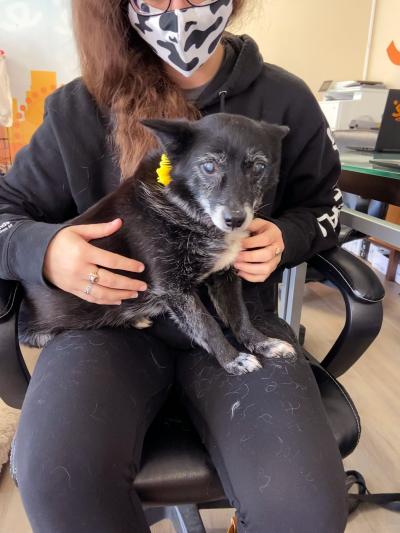 Bonnie the senior schipperke sitting on the lap of a person wearing a mask