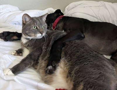 Eli the dog snuggling with his foster person's cat