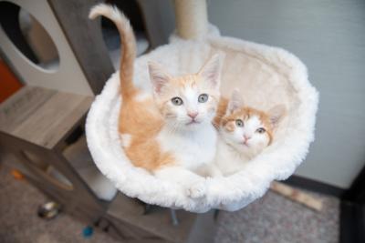 Two kittens together in a hammock on a cat tree