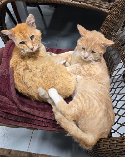 Spalding the cat on a chair snuggled with another cat
