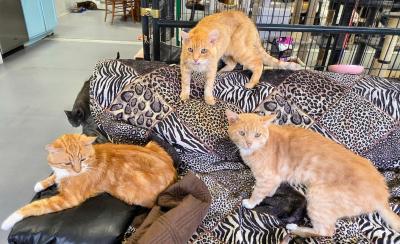 Spalding the cat on a couch with two other orange cats