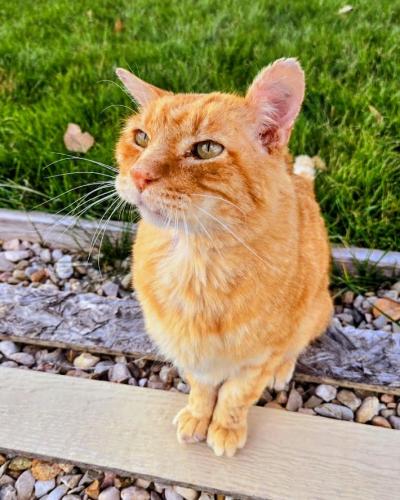 Spalding the cat sitting outside