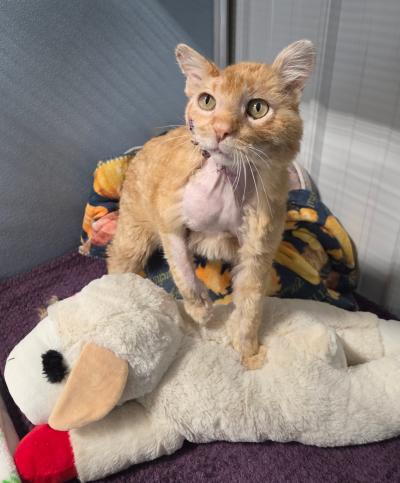 Spalding the cat with the injury on his neck on top of a lamb toy