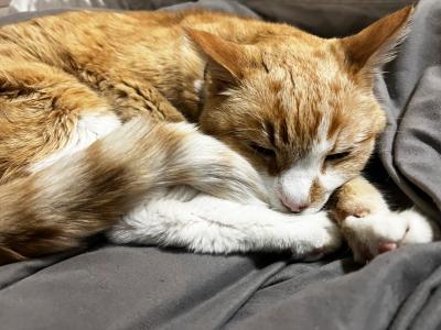 Katt the cat sleeping on a gray blanket or sheet
