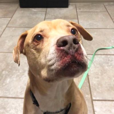 Milo the dog looking up sitting on a tile floor