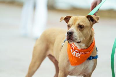 Milo the dog outside on a leash wearing an orange Adopt Me bandana