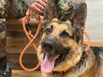Shadow the dog on an orange lead with a person wearing camo pants behind him