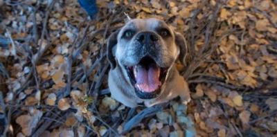 Brown and white dog looking at camera with mouth open